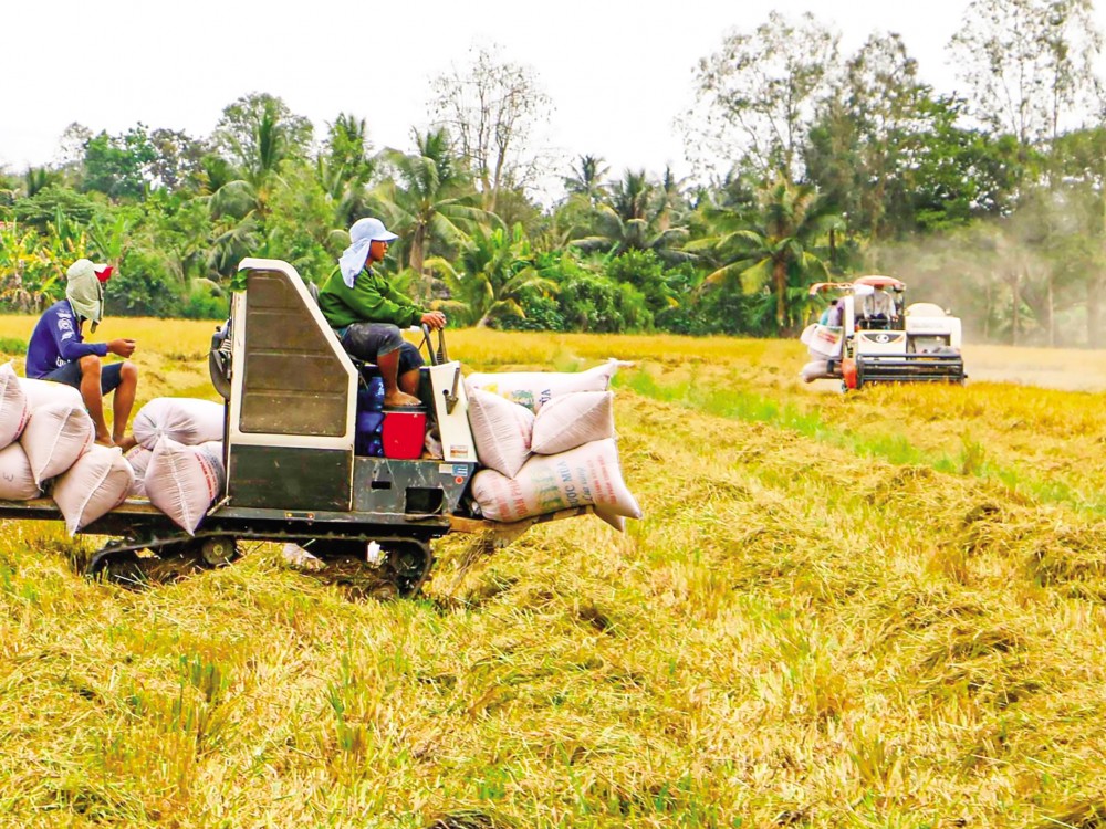 Mô hình cánh đồng lớn tại TP Cần Thơ giúp tăng năng suất, giảm chi phí và thuận tiện ứng dụng cơ giới hóa vào sản xuất lúa.  