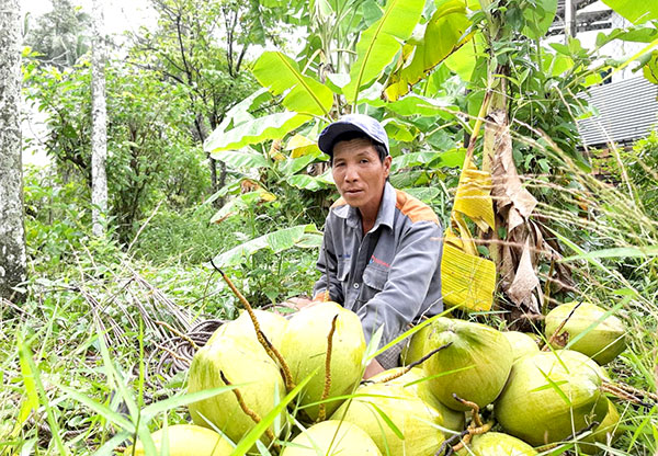 Hơn 20 năm mưu sinh trên ngọn dừa