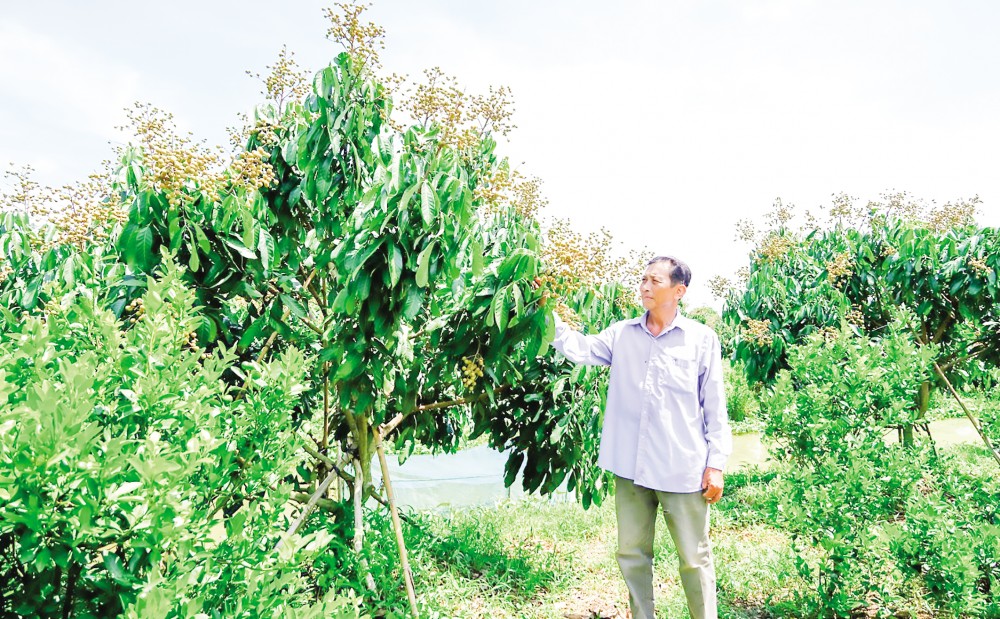 Mô hình trồng nhãn Ido theo quy trình VietGAP cho hiệu quả kinh tế cao tại Định Môn.