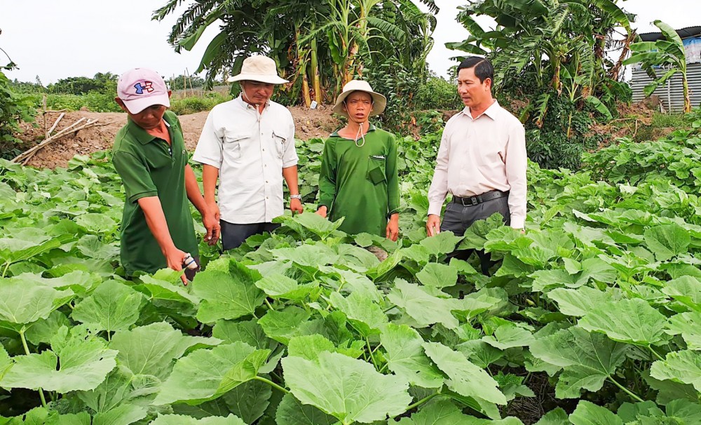 Lãnh đạo HND huyện Cờ Đỏ thăm mô hình trồng màu trên địa bàn.