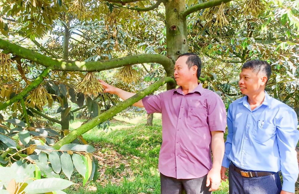Giải pháp hỗ trợ căn cơ Tổ hợp tác trồng sầu riêng ấp Tân Thành, xã Nhơn Nghĩa, huyện Phong Điền có 10 thành viên được vay vốn phát triển kinh tế từ nguồn vốn Trung ương HND Việt Nam ủy thác.