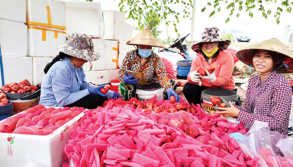 Thu hoạch mận An Phước tại hộ ông Phạm Thái Hòa ở quận Thốt Nốt, TP Cần Thơ. 