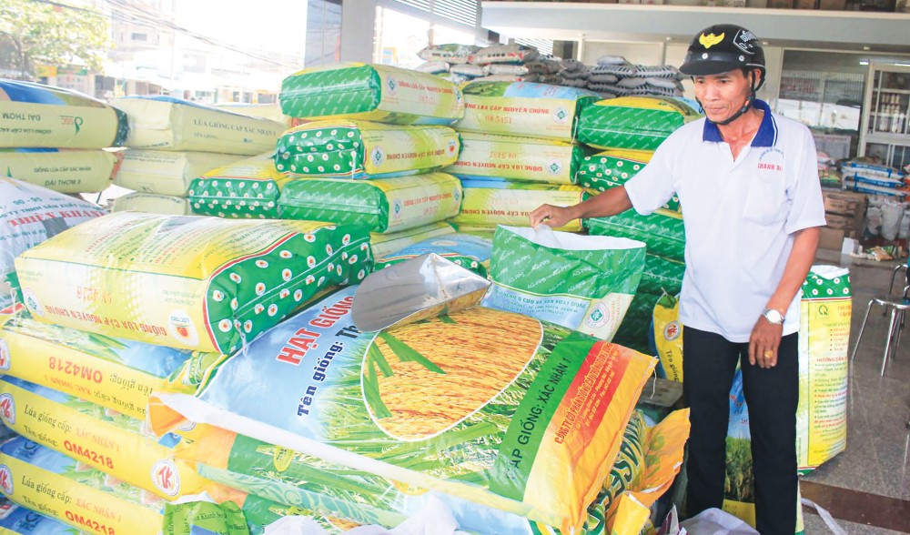 Lúa giống được bày bán tại một cơ sở kinh doanh lúa giống ở huyện Cờ Đỏ, TP Cần Thơ.