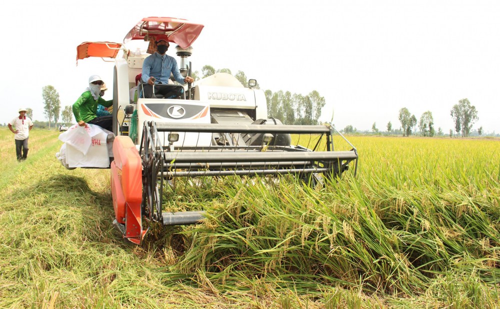 Vùng ĐBSCL đang hình thành nền nông nghiệp chất lượng cao, đóng góp đáng kể vào kim ngạch xuất khẩu của đất nước. Trong ảnh: Thu hoạch lúa ở tỉnh Đồng Tháp.