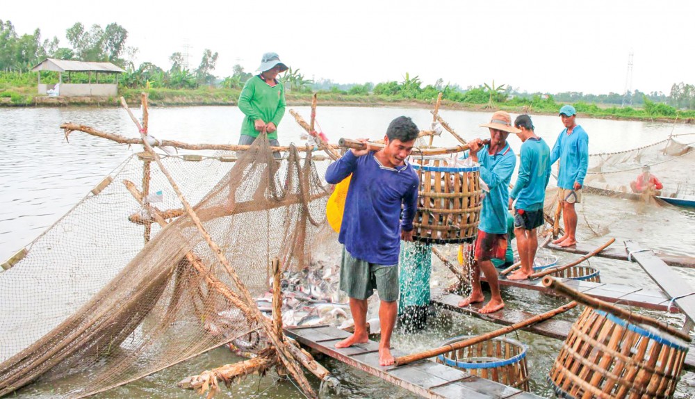 Thu hoạch cá tra tại ao nuôi của một hộ dân ở quận Thốt Nốt, TP Cần Thơ.