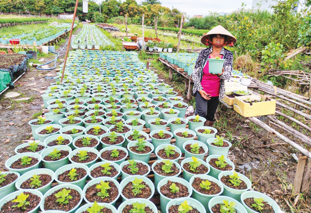 Trồng hoa, kiểng tại một hộ dân ở Làng hoa kiểng Phó Thọ - Bà Bộ ở quận Bình Thủy, TP Cần Thơ.