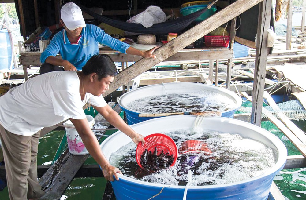 Nông dân xã Hòn Nghệ góp vốn mua cá mú giống về thả nuôi lồng bè trên biển.