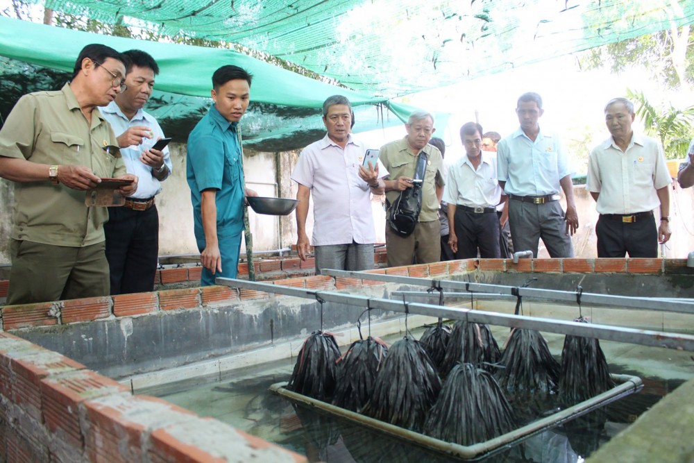 Các CCB tham quan mô hình Tổ hợp tác nuôi lươn không bùn của Hội CCB phường Thới An Đông.