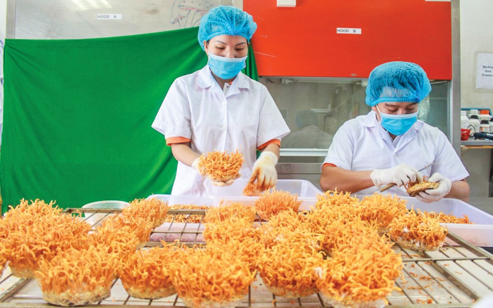 Doanh nghiệp ươm tạo tại Vườn ươm Công nghệ Công nghiệp Việt Nam - Hàn Quốc nghiên cứu, phát triển các sản phẩm từ nấm đông trùng hạ thảo để xuất khẩu sang châu Âu.
