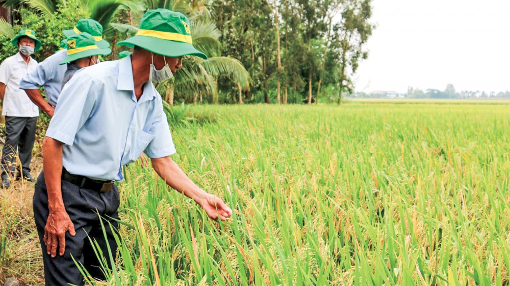 Tạo đột phá cho ngành
Nông nghiệp Lúa thu đông 2020 tại mô hình cánh đồng lớn của Hợp tác xã nông nghiệp Hiếu Bình ở huyện Vĩnh Thạnh, TP Cần Thơ.