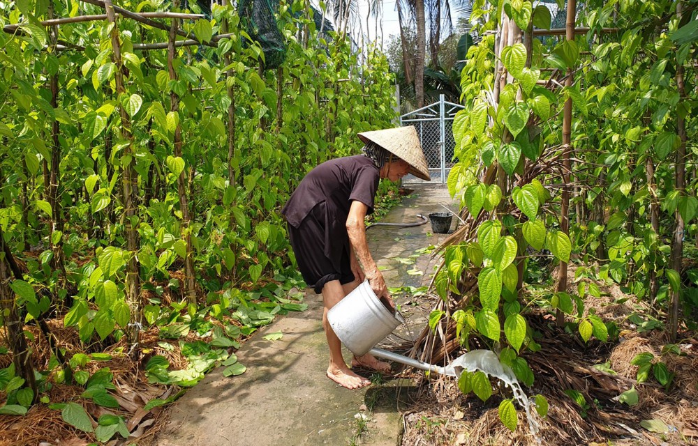 Nghề trồng trầu tại Vị Thủy đã được công nhận là làng nghề truyền thống.