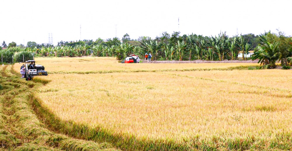 Tính đến ngày 17-2, Cần Thơ đã có 73 ha lúa đông xuân 2020-2021 tại các quận Ô Môn và Thốt Nốt được thu hoạch, với năng suất khá cao, ước đạt 7,1 tấn/ha. Trong ảnh: Thu hoạch lúa tại quận Ô Môn, TP Cần Thơ.