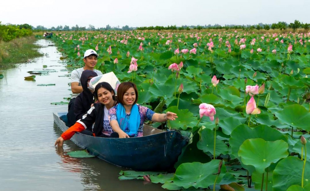 Đồng sen ở Đồng Tháp. Ảnh: Nguyễn Toàn