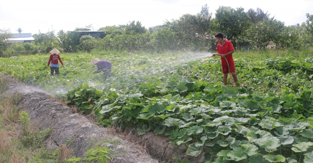 Nông nghiệp đúng hướng “thuận thiên”,
nông dân khấm khá hơn Thời gian qua, nông dân trên địa bàn TP Cần Thơ và nhiều tỉnh vùng ĐBSCL đã quan tâm chuyển đổi từ việc sản xuất liên tục 3 vụ lúa trong năm sang luân canh lúa-màu, nhất là trồng mè và bắp trong vụ hè thu hằng năm nhằm thích ứng biến đổi khí hậu và tiết kiệm nước tưới. Trong ảnh: Trồng rau màu tại huyện Thới Lai, TP Cần Thơ. ảnh: KHÁNH TRUNG