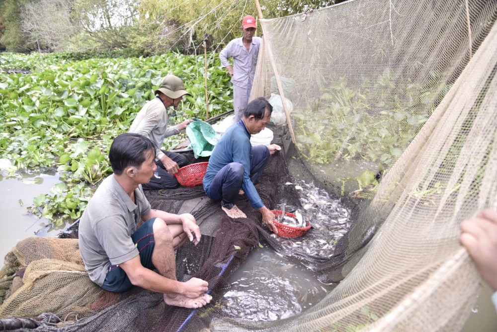 Ông Nguyễn Văn Trung (người bắt cá) và những người đi cùng đang phân loại cá vừa dỡ được tại một đống chà ở ấp Giồng Đá, xã Bàn Thạch (huyện Giồng Riềng).