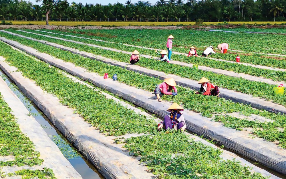 Nông dân chăm sóc dưa hấu được trồng trên nền đất lúa ở huyện Thới Lai, TP Cần Thơ.