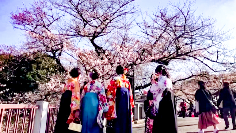 Người dân Tokyo ngắm hoa anh đào khoe sắc. Ảnh: Reuters