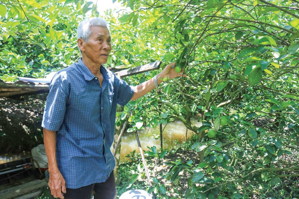 Hiện nhiều nông dân ở TP Cần Thơ chủ động dự trữ nước trong mương vườn để sẵn sàng tưới cho vườn cây. Trong ảnh: Vườn trồng chanh không hạt tại huyện Phong Điền.