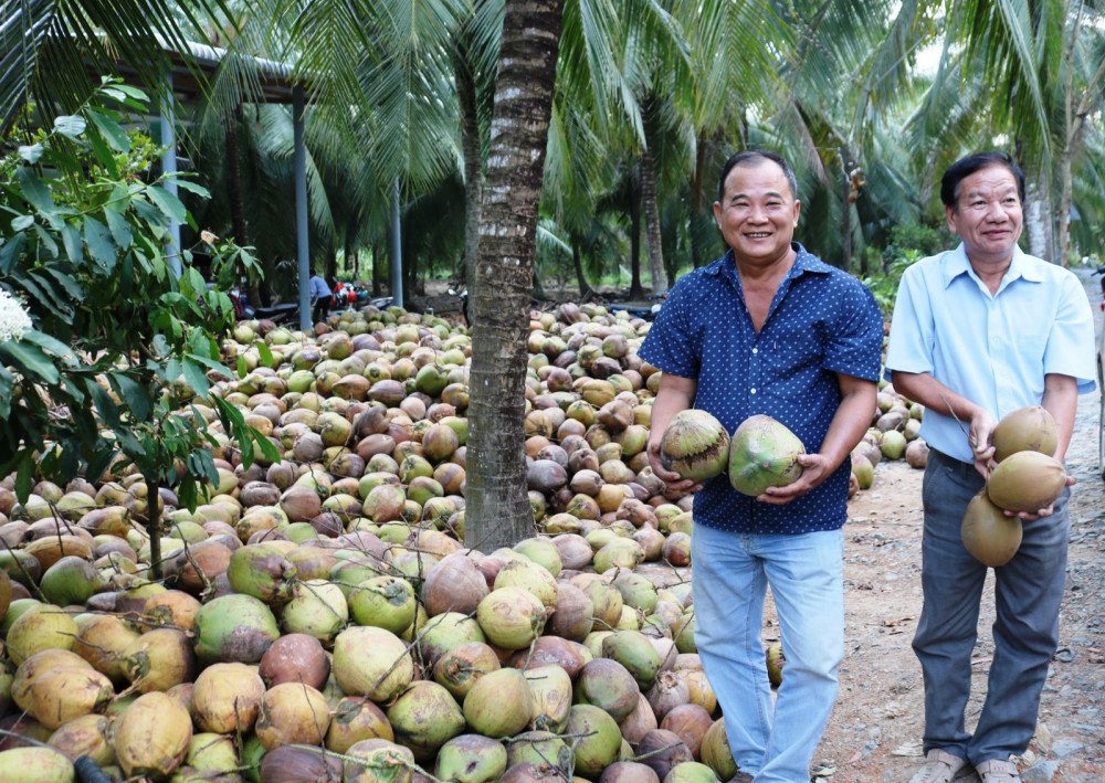 Thu hoạch dừa tại Hợp tác xã nông nghiệp Lộc Thuận ở xã Lộc Thuận, huyện Bình Đại, tỉnh Bến Tre.