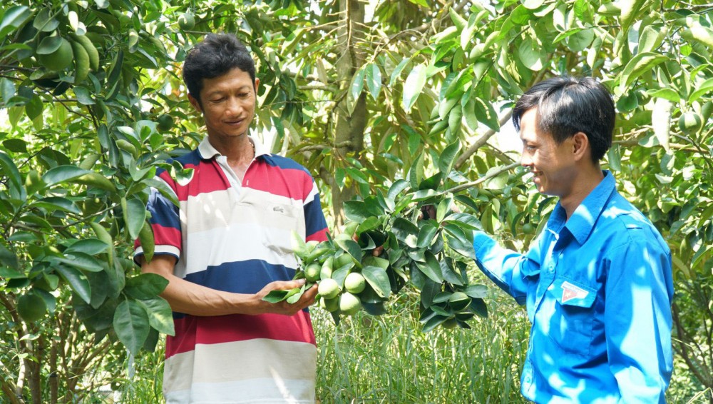 Anh Nguyễn Quốc Hội (bên trái) chia sẻ kinh nghiệm trồng cam xoàn đạt hiệu quả cao.