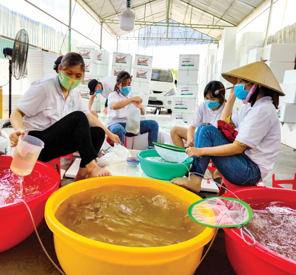 Tôm giống được đóng gói để chuẩn bị đưa đi các nơi tiêu thụ tại Công ty TNHH giống thủy sản Hưng Phú ở TP Cần Thơ.