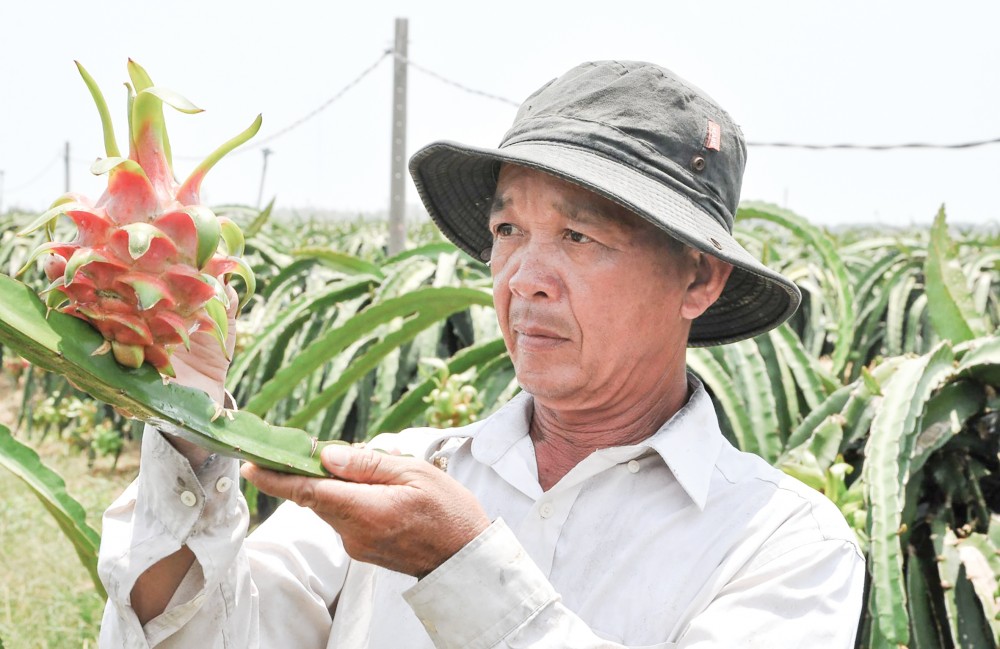 Nông dân xã Kiểng Phước, huyện Gò Công Đông (Tiền Giang) chuyển đổi đất lúa kém hiệu quả sang trồng thanh long và được DN bao tiêu đầu ra.