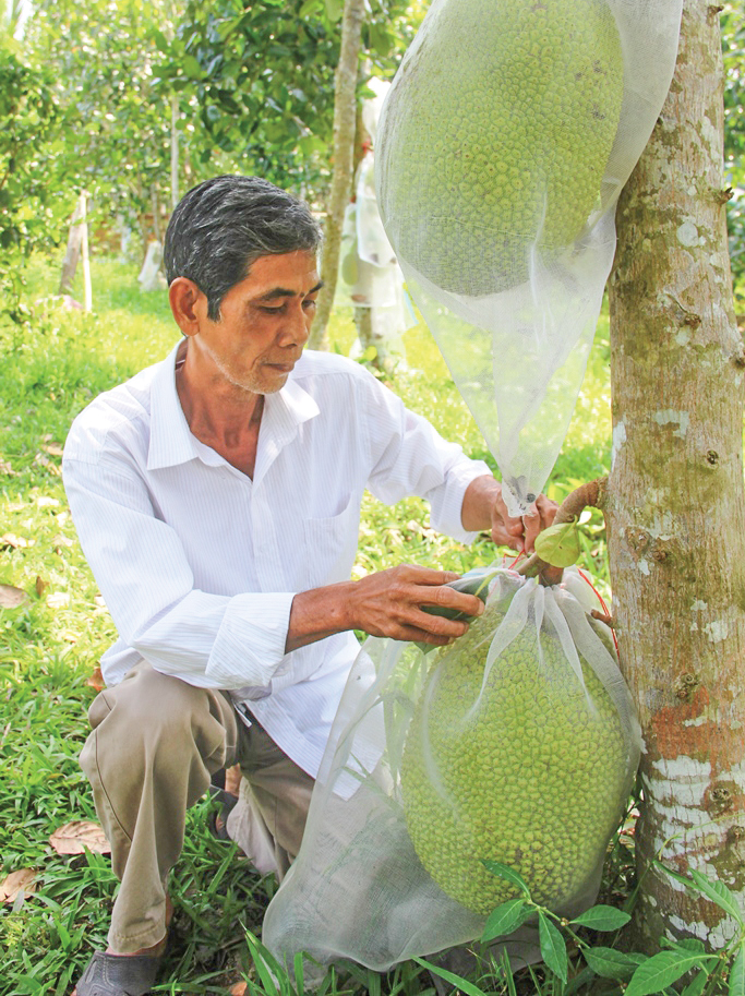 Nông dân ĐBSCL đang gặp khó khăn vì giá mít Thái sụt giảm.