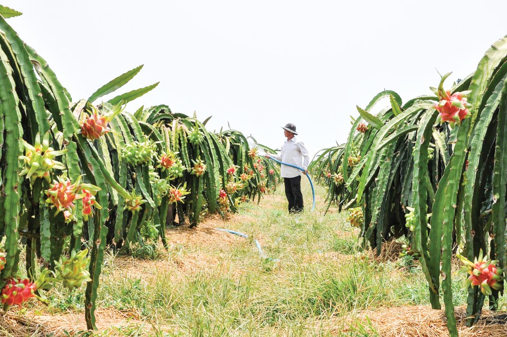Mô hình chuyển đổi đất lúa sang trồng thanh long ở huyện Gò Công Đông, tỉnh Tiền Giang. Ảnh: T.HÀ