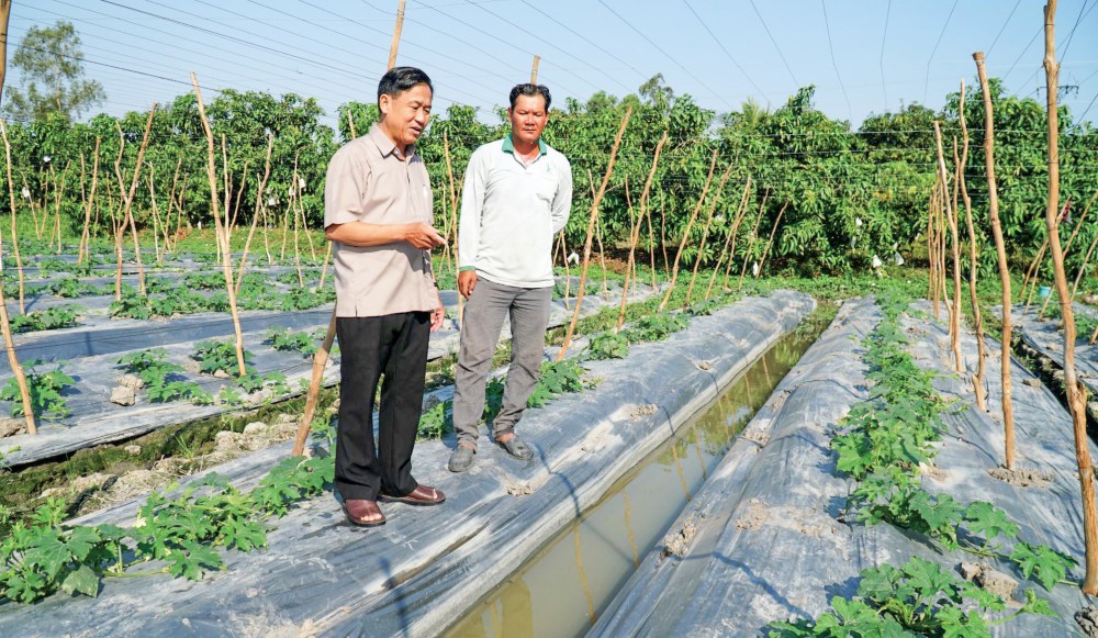 Nông dân xã Thới Hưng, huyện Cờ Đỏ, TP Cần Thơ chuyển ruộng sản xuất lúa kém hiệu quả sang trồng rau màu. Ảnh: V.C