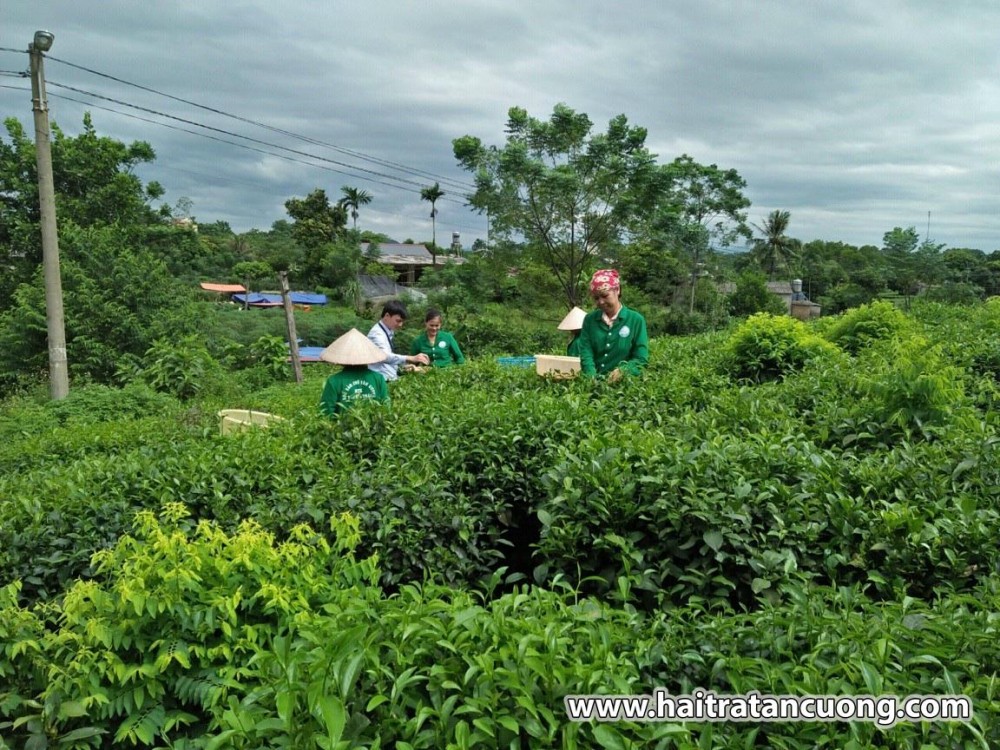 Hải trà Tân Cương - địa điểm mua trà ngon của
Thái Nguyên