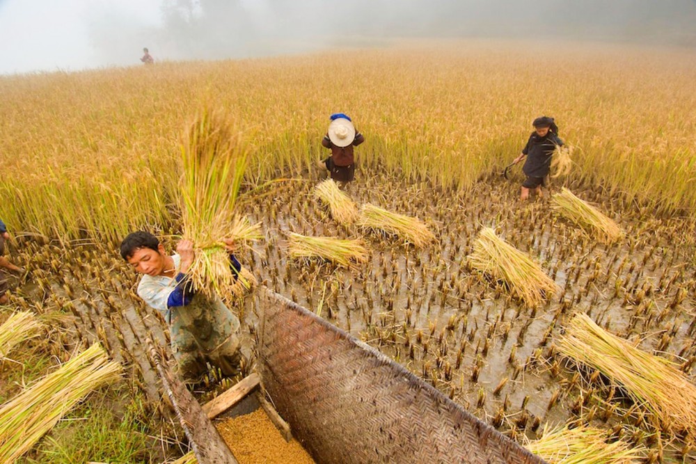 Nông dân Trung Quốc thu hoạch lúa. Ảnh: Eco-Business