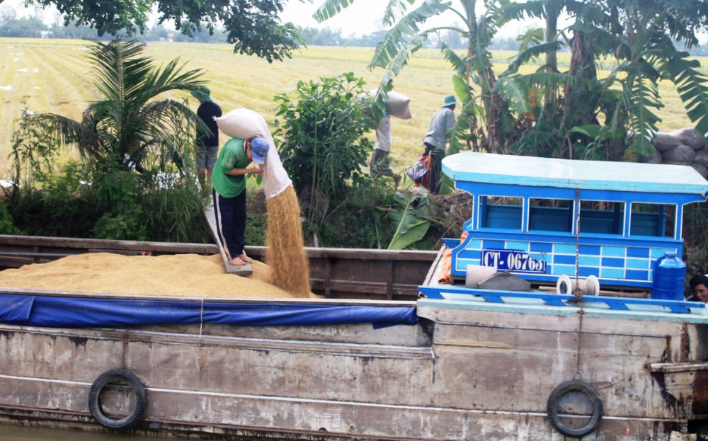 Thương lái thu mua lúa của nông dân tại huyện Thới Lai.