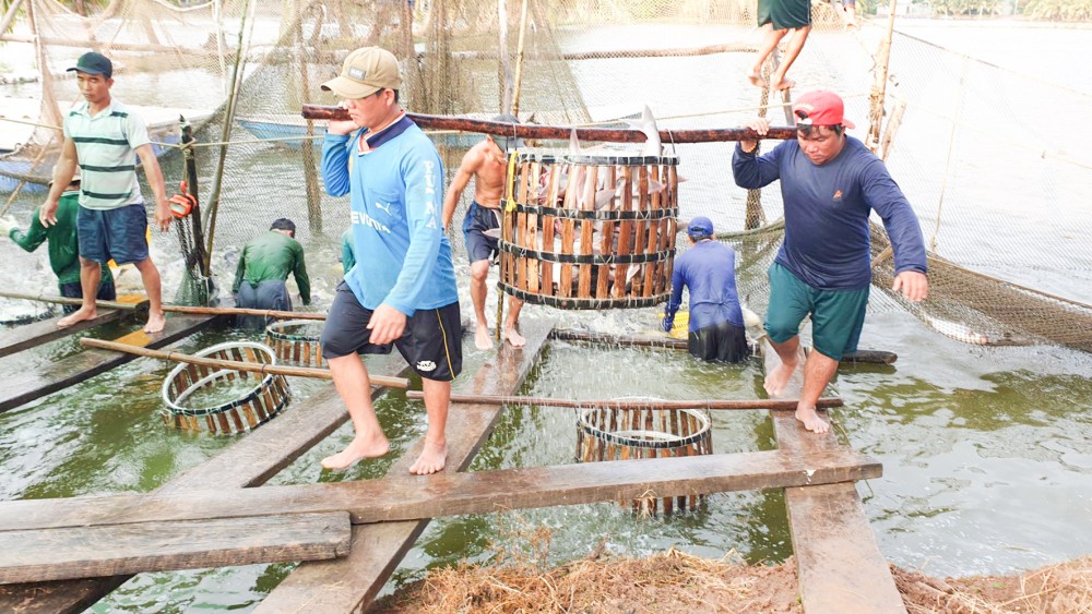 Thu hoạch cá tra tại một hộ dân trên địa bàn quận Bình Thủy.