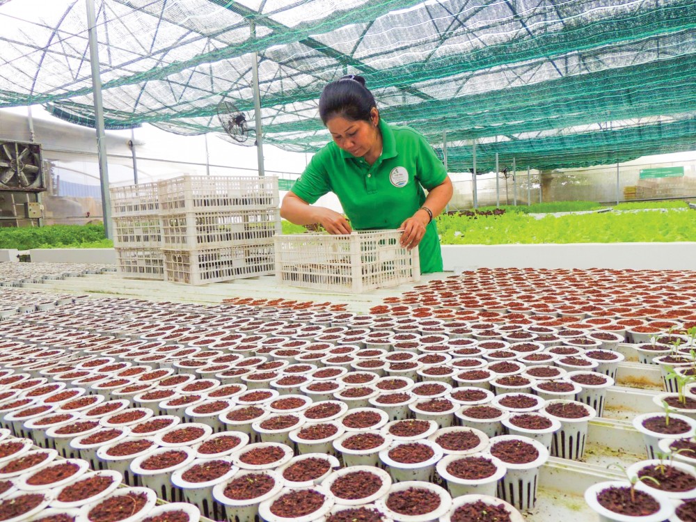 Chung sức hỗ trợ doanh nghiệp thích ứng với biến đổi khí hậu Ứng dụng công nghệ điện toán đám mây để kiểm soát nhiệt độ, độ ẩm trong trồng rau thủy canh tại Công ty TNHH Đầu tư và Phát triển Minh Hòa, TP Cần Thơ.
