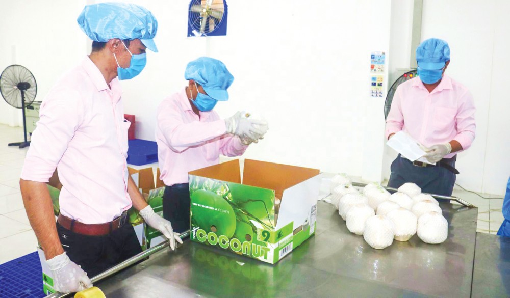 Chế biến dừa phục vụ xuất khẩu tại một doanh nghiệp ở tỉnh Bến Tre.