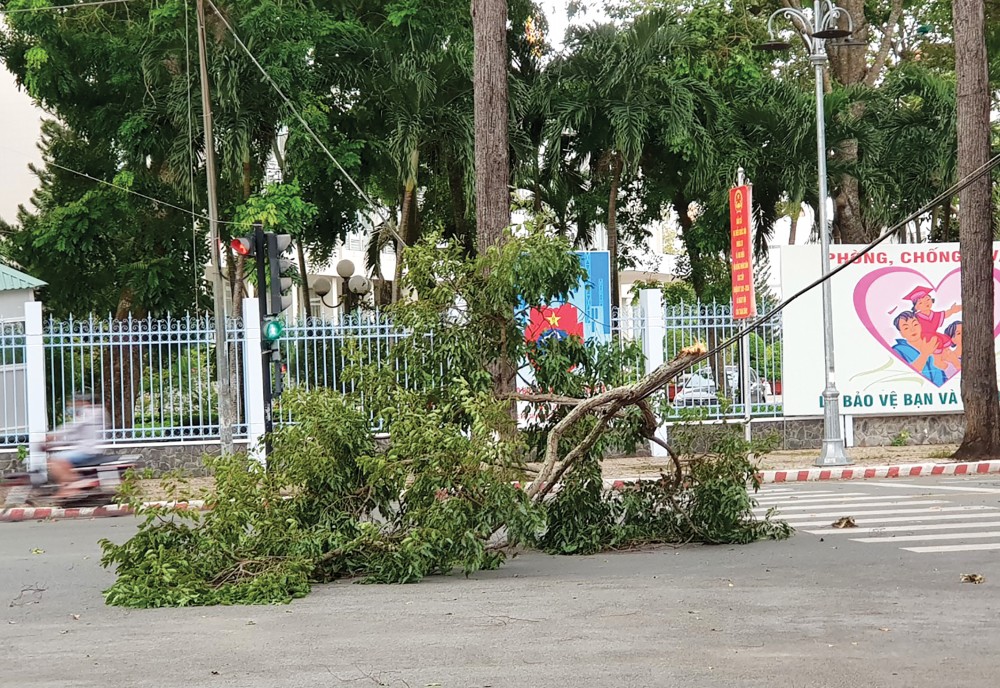 Nhánh cây sao cổ thụ tại Công viên Đồ Chiểu gãy cành (do mưa giông ngày 27-7-2021), rơi xuống đường Nguyễn Trãi, đè lên đường dây điện chiếu sáng công cộng rất nguy hiểm.