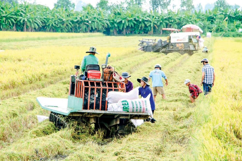 Doanh nghiệp xuất khẩu cần được hỗ trợ vượt qua khó khăn do dịch bệnh Lúa hè thu 2021 thu hoạch rộ tại TP Cần Thơ vào cuối tháng 6-2021.