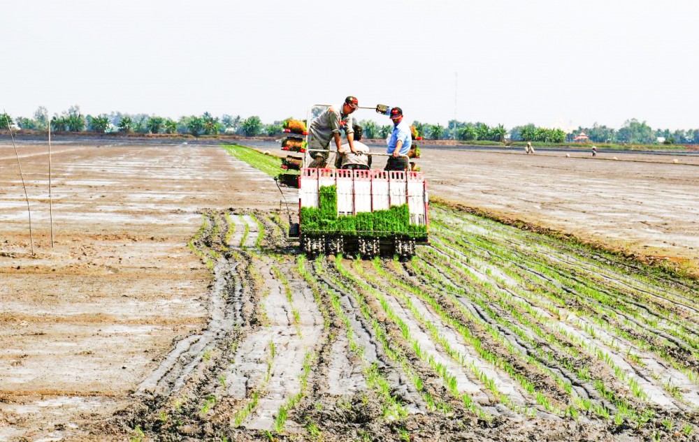 Thời gian qua, nhiều địa phương vùng ĐBSCL đã dùng máy cấy lúa, chỉ sử dụng lượng giống 60 kg/ha, giúp tiết kiệm giống và nâng cao hiệu quả sản xuất lúa.
