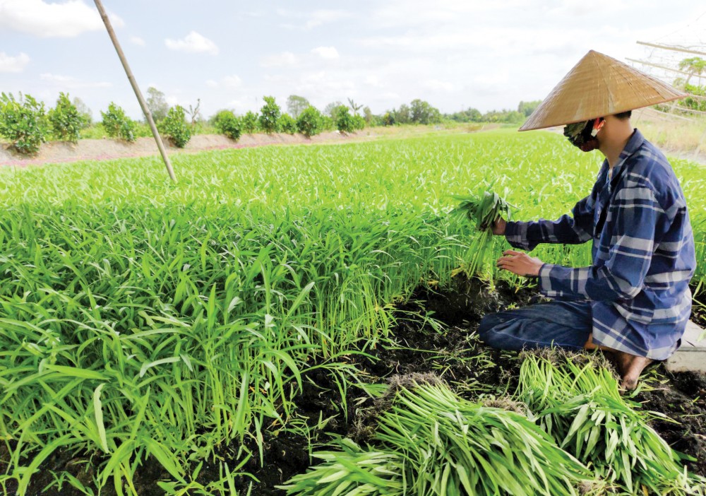 Thu hoạch rau muống tại HTX rau an toàn Hòa Phát ở quận Ô Môn.