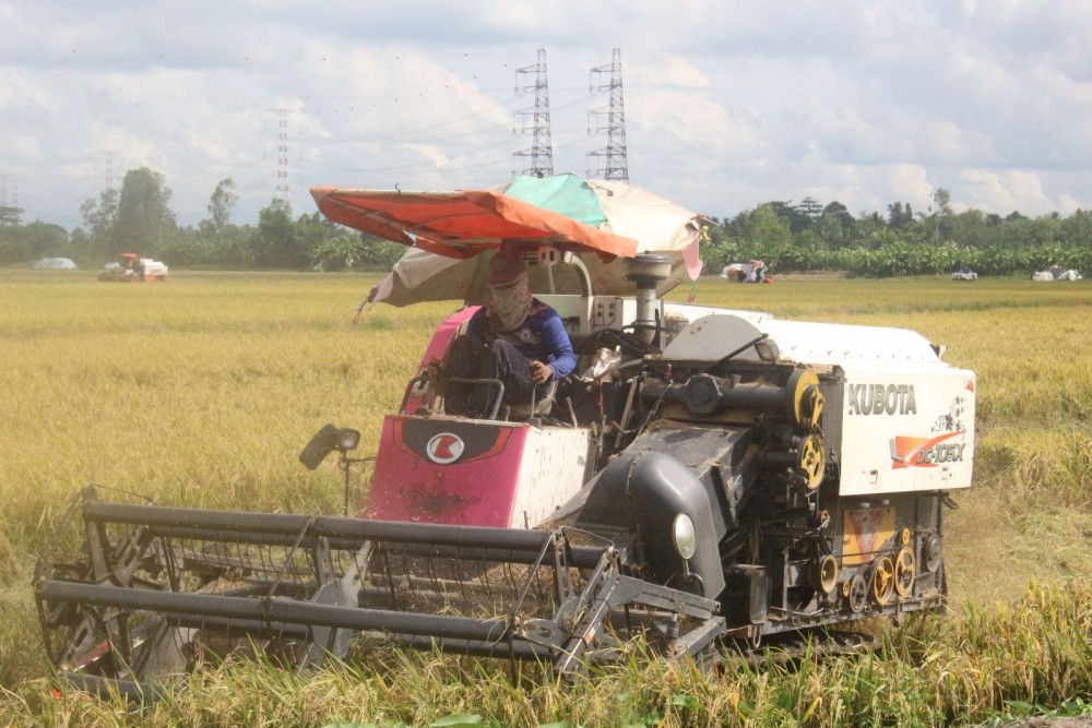 Hằng năm, máy gặt đập liên hợp đáp ứng nhu cầu thu hoạch lúa của nông dân tại TP Cần Thơ. Trong ảnh: Nhiều máy gặt đập hoạt động thu hoạch lúa hè thu vào cuối tháng 6-2021 ở huyện Thới Lai.