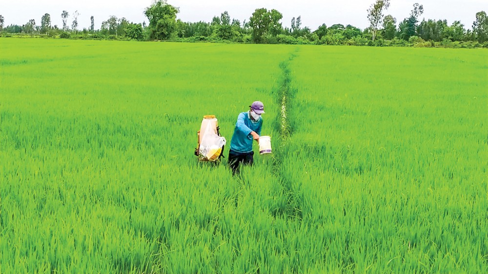 Gieo cấy với mật độ phù hợp là rất quan trọng để có thể giảm lượng sử dụng phân bón và thuốc bảo vệ thực vật ở các giai đoạn sau. Trong ảnh: Sản xuất lúa ở huyện Thới Lai, TP Cần Thơ.