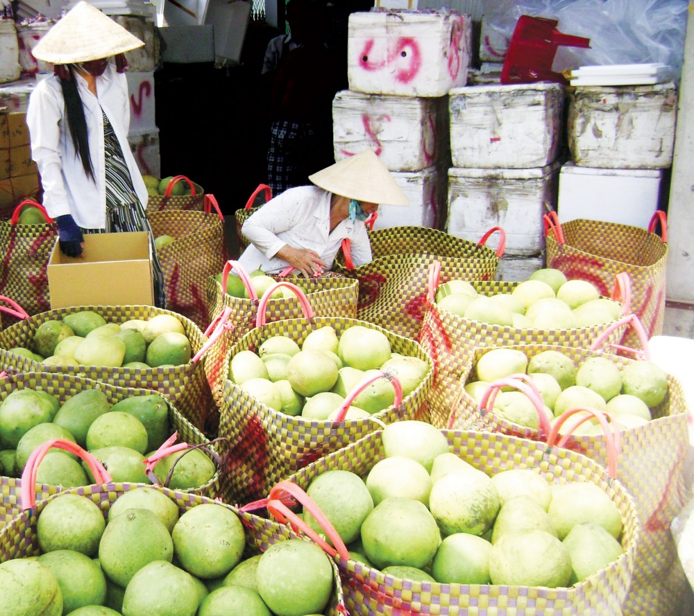 Thu mua bưởi phục vụ tiêu thụ trong nước và xuất khẩu tại một vựa trái cây ở huyện Châu Thành, tỉnh Tiền Giang.