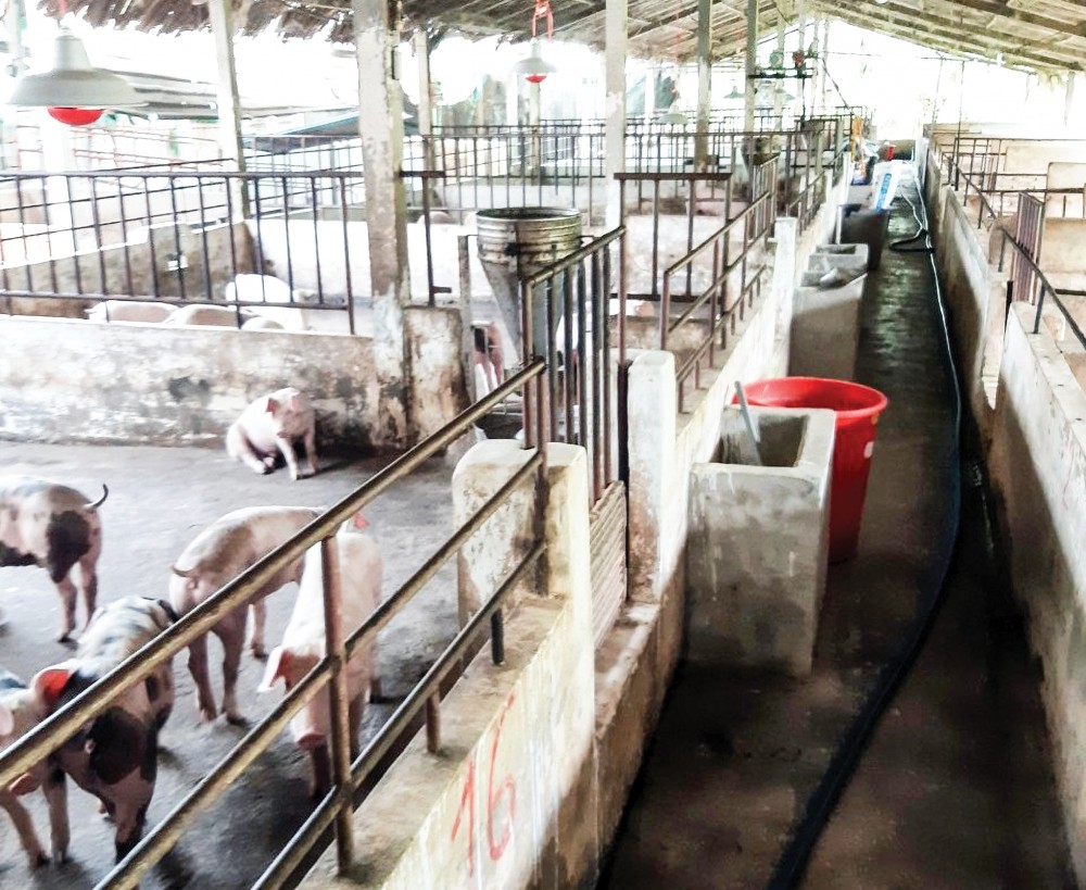 Heo được nuôi tại một hộ dân ở tỉnh Bến Tre.