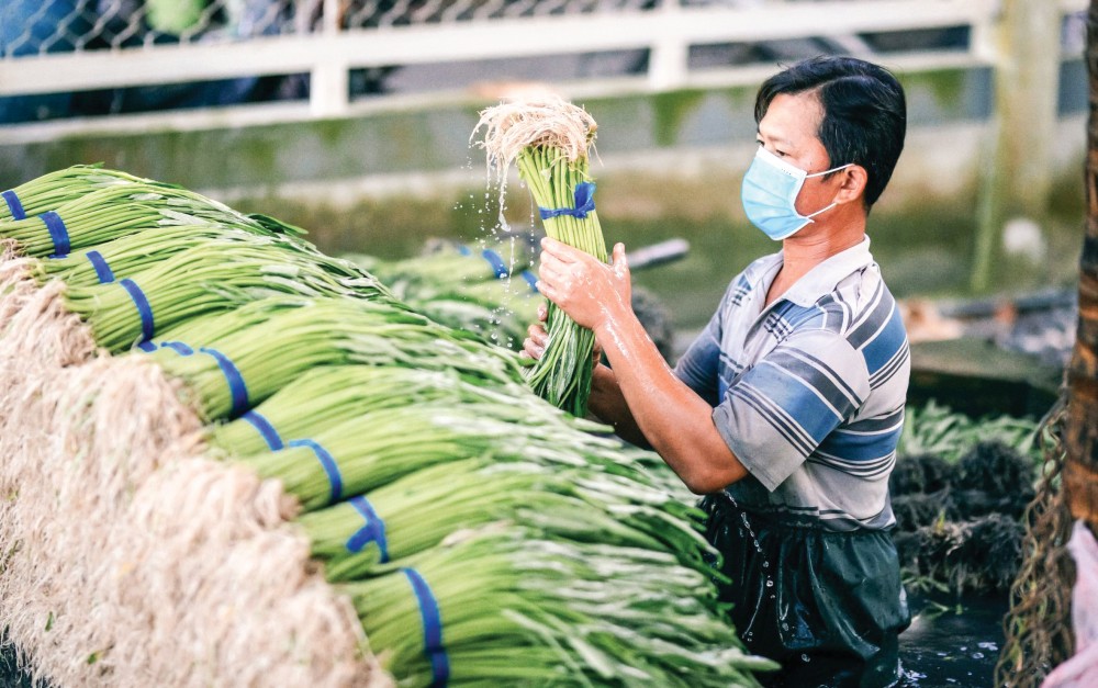 Thu hoạch rau muống tại một HTX trên địa bàn phường Thới An, quận Ô Môn.
