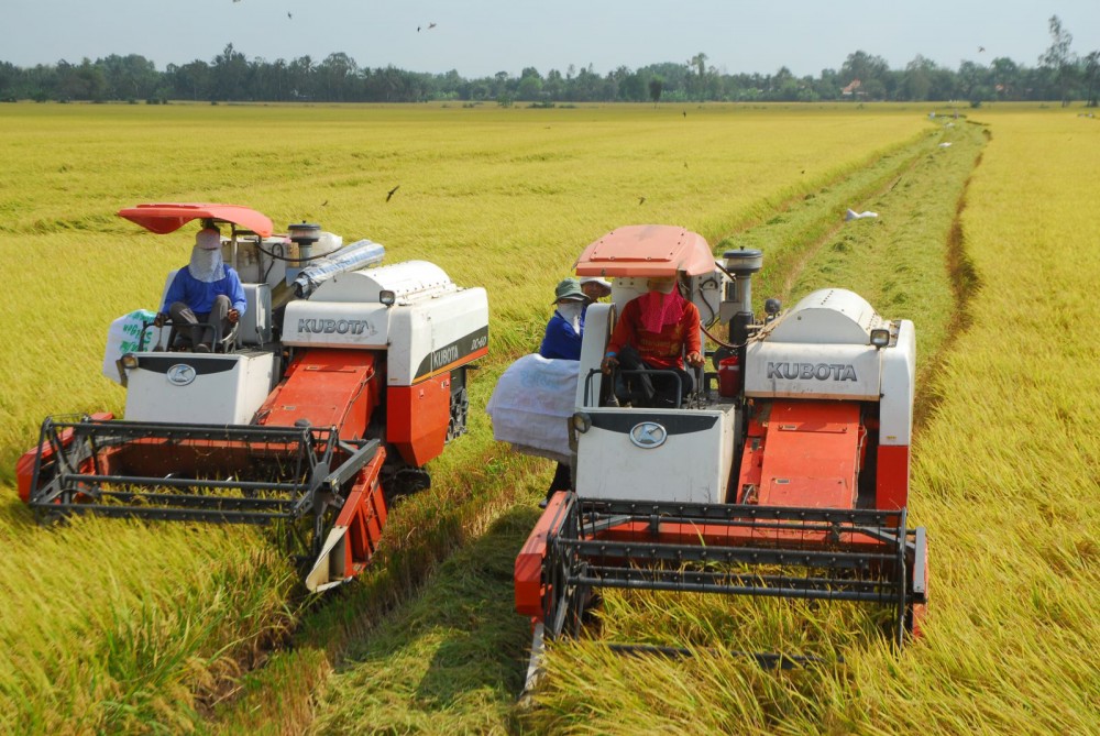 Các TCTD đang đẩy mạnh cho DN vay thu mua lúa, gạo xuất khẩu. Ảnh: T.HÀ
