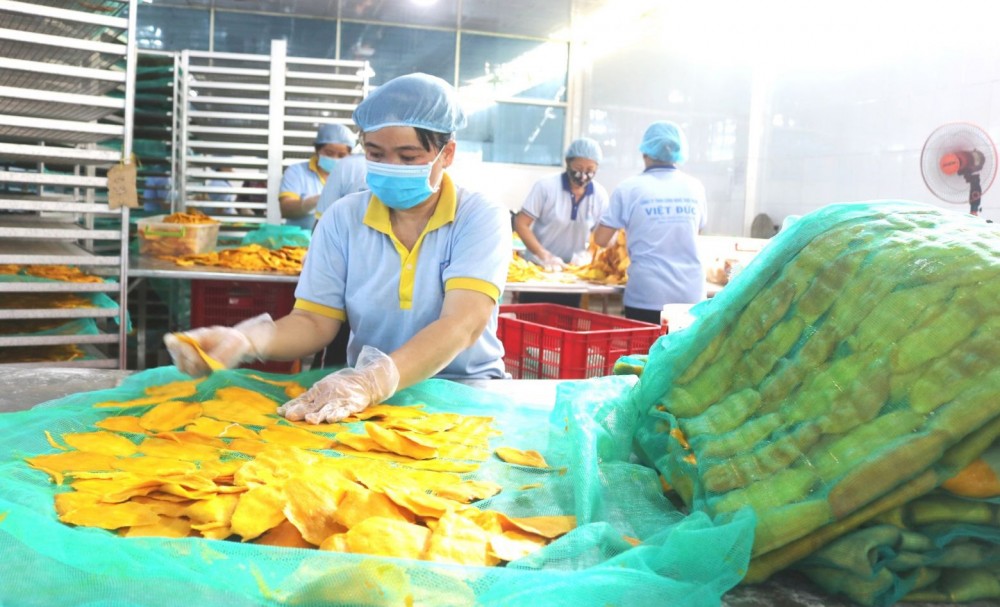 Chế biến xoài sấy dẻo xuất khẩu tại một doanh nghiệp ở huyện Thanh Bình, tỉnh Đồng Tháp.