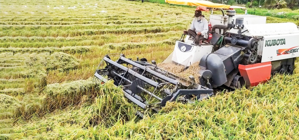 Chuyển biến tích cực ở Cờ Đỏ Đến nay, huyện Cờ Đỏ đã thu hoạch được hơn 3.500/19.755ha lúa thu đông 2021.