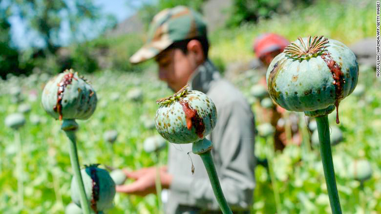 Taliban sẽ triệt xóa cây anh túc? Năm ngoái, tổng diện tích trồng anh túc ở Afghanistan vào khoảng 224.000 héc-ta. Ảnh: CNN