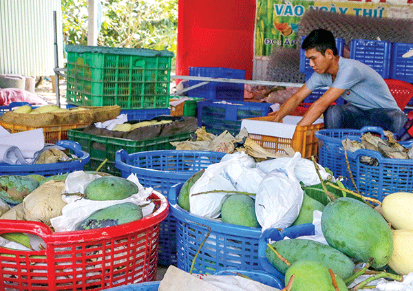 Nông dân trồng xoài phấn khởi vì giá tăng trở lại