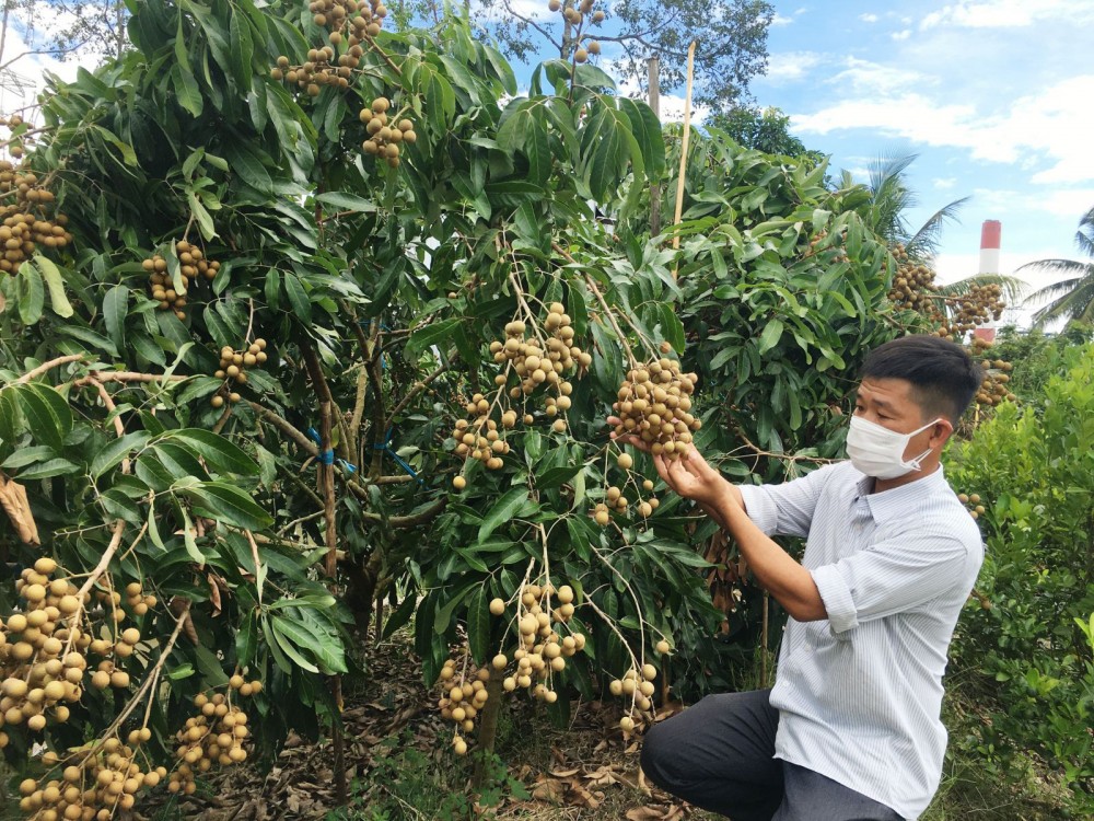 Người dân thu hoạch nhãn tại phường Phước Thới, quận Ô Môn.